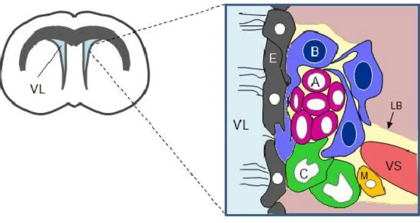 Figure 7: Architecture de la ZSV. 