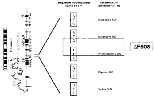 Figure 3 : Délétion de la phénylalanine en position 508 dans la protéine du CFTR 