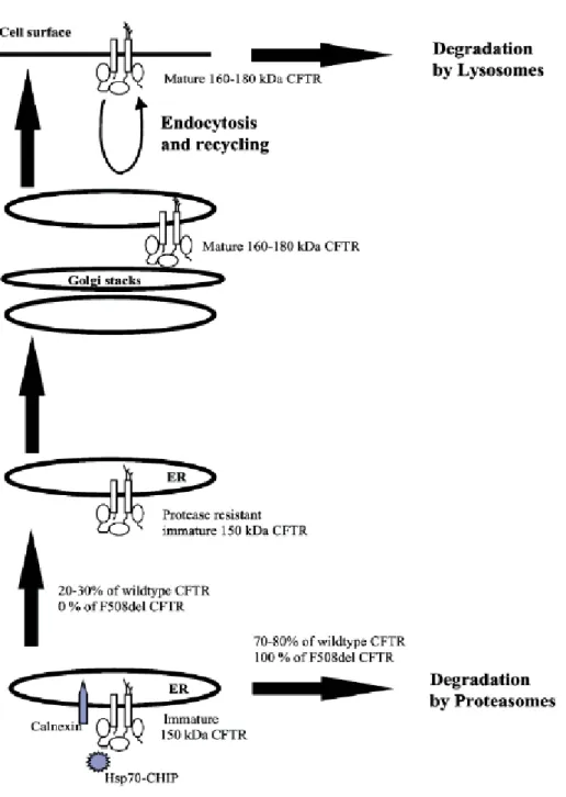 Figure 5 : Mutation F508 et dégradation de la protéine du CFTR 