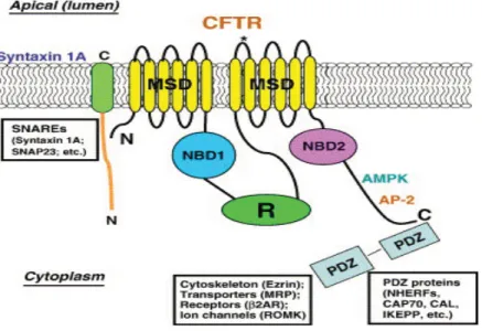 Figure 7 : Protéine du CFTR et ses interactions protéiques 