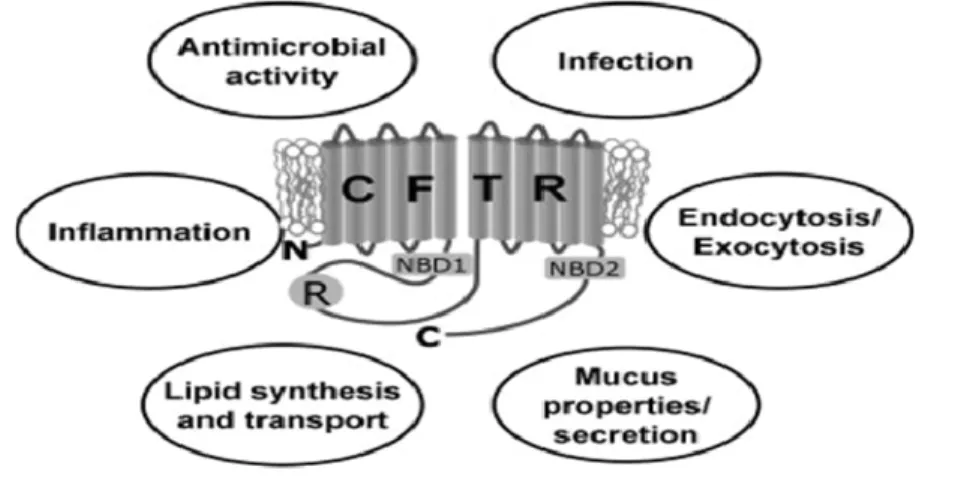 Figure 8 : Représentation des diverses fonctions de la protéine du CFTR 