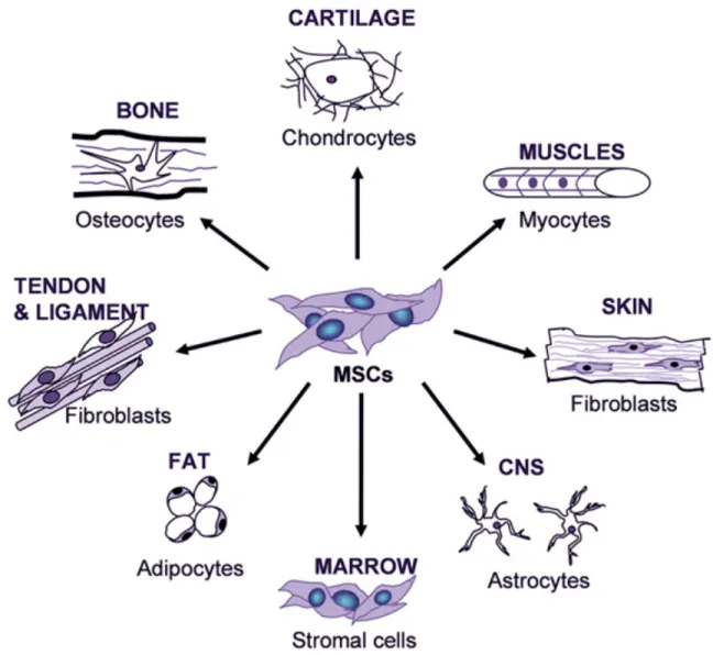 Figure 3. Schéma de la différenciation des cellules mésenchymateuses 53 . On peut voir  les différents tissus issus de la différenciation des cellules mésenchymateuses
