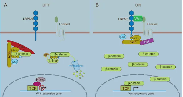 Figure 7. Schéma de la signalisation canonique Wnt/β-caténine en présence est en  l’absence  de  Wnt 167 