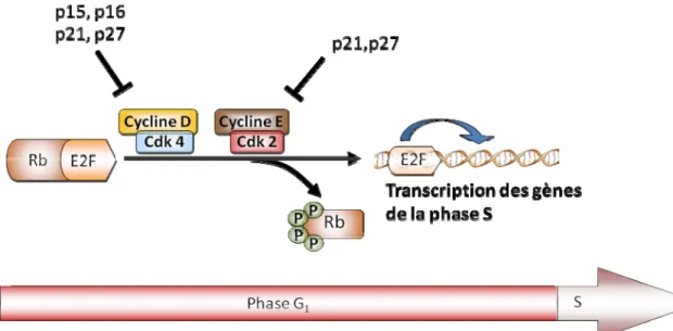 Figure 6 : Transition de la phase G1 à la phase S du cycle cellulaire 