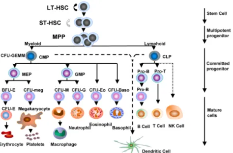 Figure 2  : Représentation du système hématopoïétique. Les cellules souches  pluripotentes peuvent être calssées en 2 catégories; celles capables de repeupler la  moelle osseuse à long terme (LT-HSC) et celles qui ne le peuvent pas (ST-HSC)