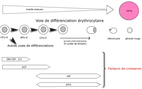 Figure 3  : L’érythropoïèse est le processus durant lequel les progéniteurs  multipotents donnent naissance aux progéniteurs plus différenciés de la lignée  érythroïde