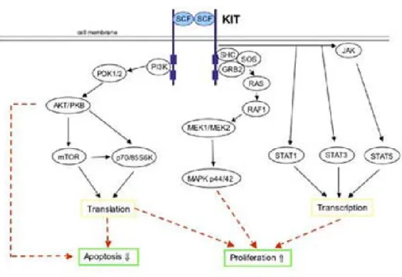 Figure 4 : Cascade de signalisation induite par le SCF lorsqu’il se lie à son récepteur  Kit