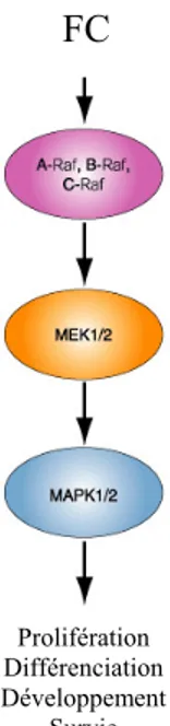 Figure 7: Voie conventionnelle des MAPK. La MAPKKK : Raf, la MAPKK :  MEK1/2 et finalement la MAPK : ERK1/2 vont permettre l’activation de facteurs de  transcription qui va permettre la prolifération, la différenciation et la survie des 