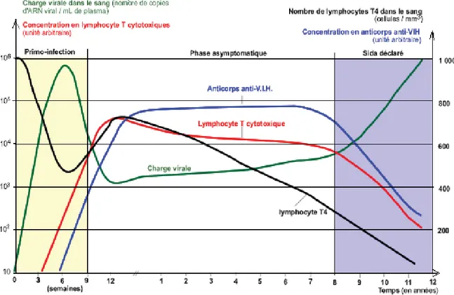 Figure 1. Évolution sommaire du système immunitaire de la primo-infection  au  stade du SIDA 