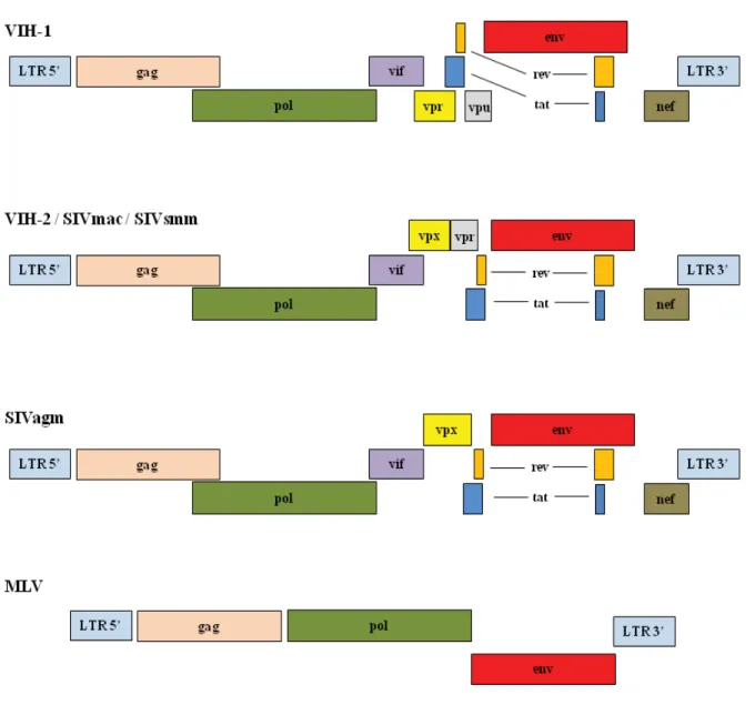Figure 2. Organisation génomique des lentivirus de primates 