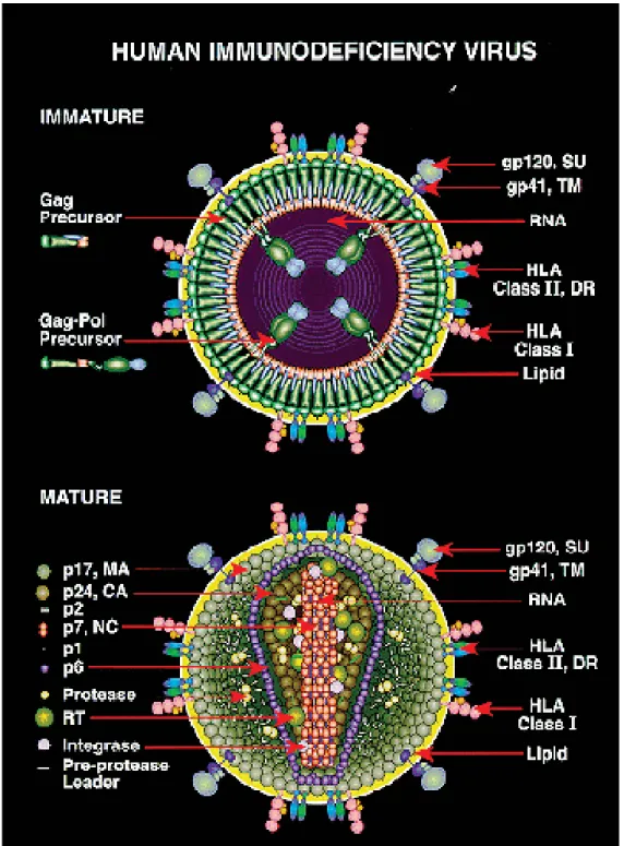 Figure 3. Structure et composition du VIH 