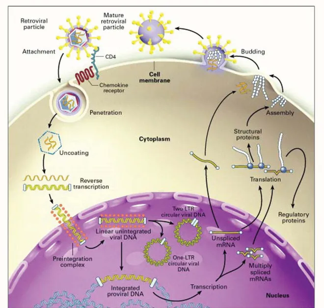 Figure 4. Cycle de réplication du VIH dans les cellules T CD4 +