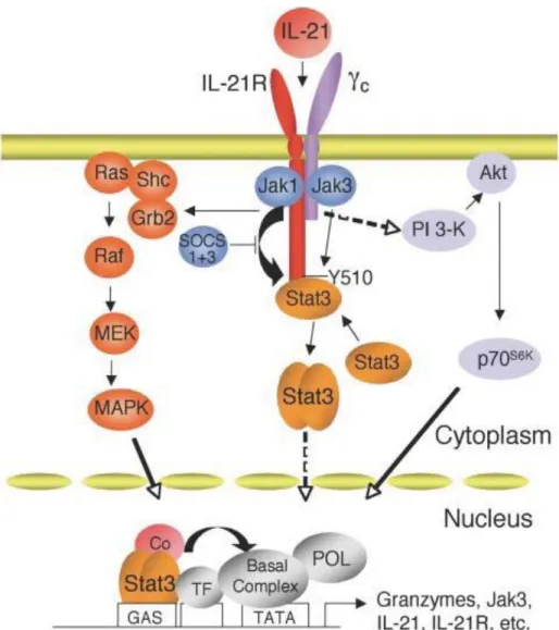 Figure 6. Signalisation médiée par l’IL-21 après liaison à son récepteur 