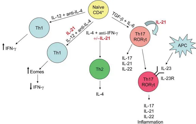 Figure 8. Effet de l’IL-21 sur les cellules T 