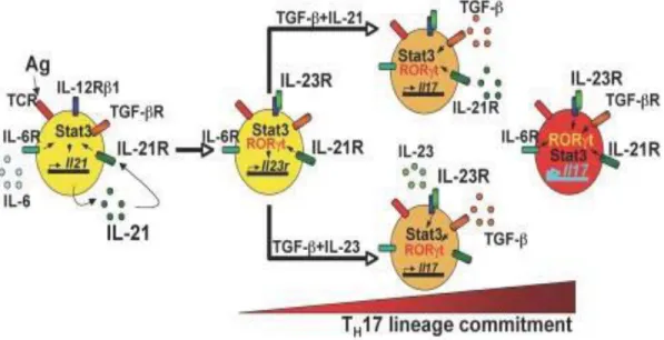 Figure 9. Effet de l’IL-21 sur le développement des cellules Th17 
