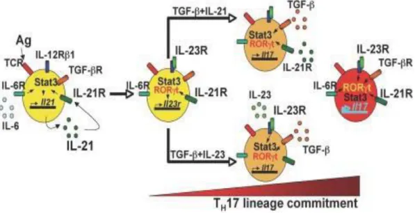 Figure 9. Effet de l’IL-21 sur le développement des cellules Th17 