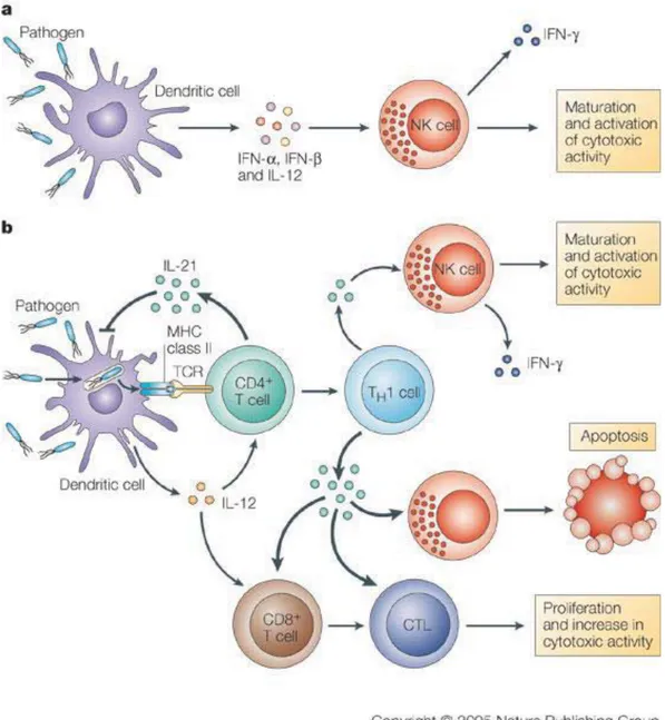 Figure 10. Effets de l’IL-21 sur la réponse immunitaire médiée par les cellules T et  les cellules Natural Killer 