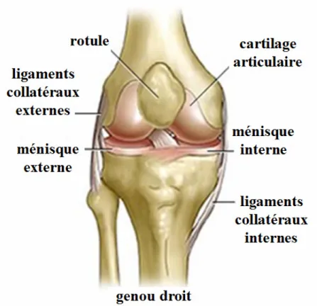 Figure 1.  Anatomie de l’articulation du genou droit. 