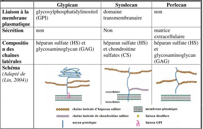 Tableau  II:  Les  trois  principales  classes  d’héparan  sulfate  protéoglycans  (HSPGs)  présents à la surface cellulaire (Lin, 2004)