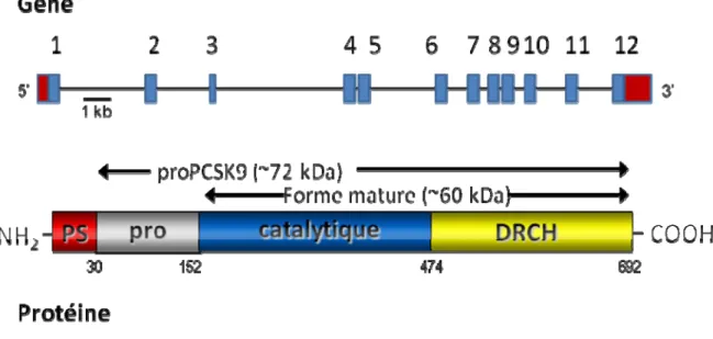 Figure 6. Schématisation du gène PCSK9 et de la protéine encodée. PS, peptide signal; pro,  prosegment; catalytique, domaine catalytique; DRCH, domaine riche en cystéines et histidines