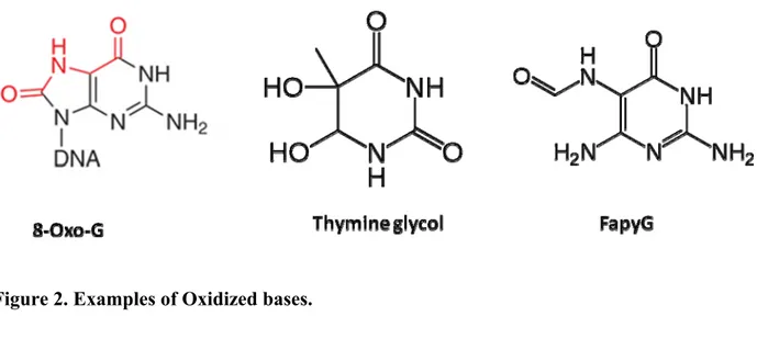 Figure 2. Examples of Oxidized bases. 