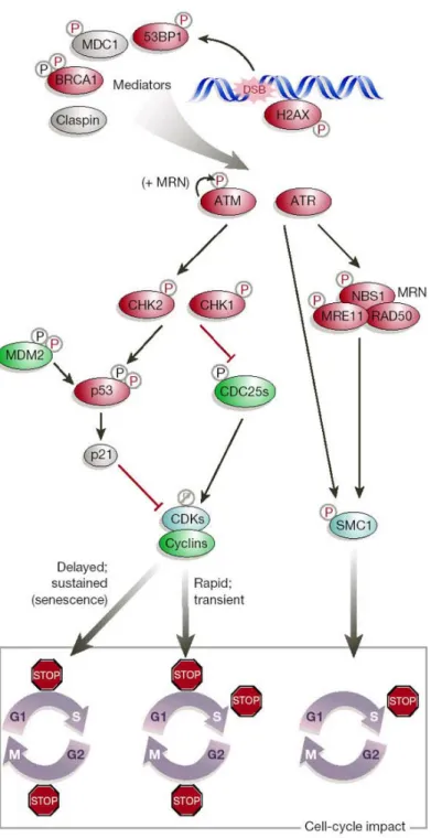 Figure 5.  Cell cycle checkpoint pathways induced in response to DNA  damage. In red: Tumor suppressors ; in green: proto-oncogenes