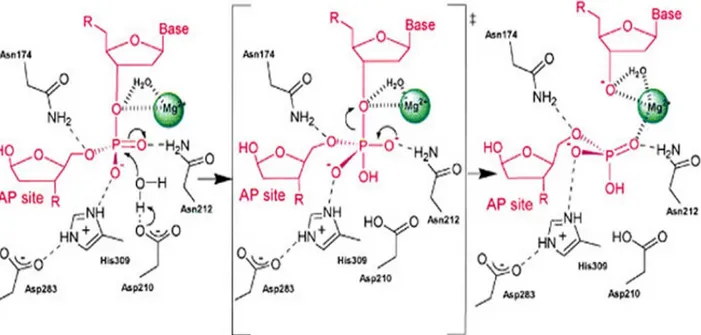 Figure 8. APE1 active site interactions with the AP site. Adapted from [77].  