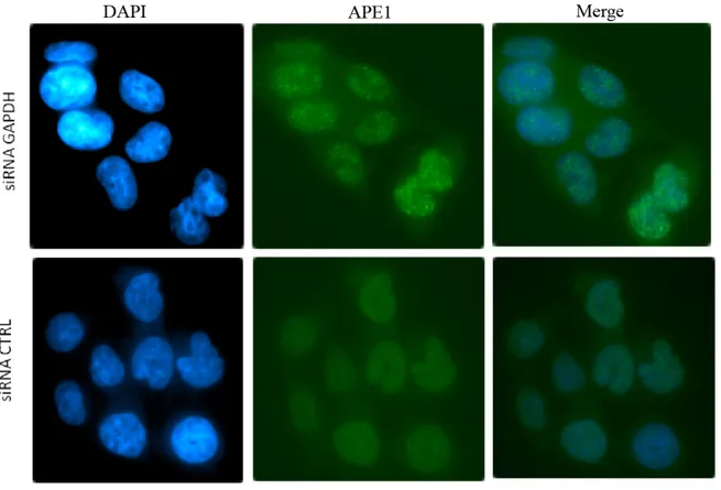 Figure 13. APE1 nuclear aggregates in GAPDH knockdown cells.  HCT116 cells  were transfected with GAPDH siRNA or Control siRNA, 48 hours later cells were fixed  and permeabilized for indirect-immunofluorescence microscopy