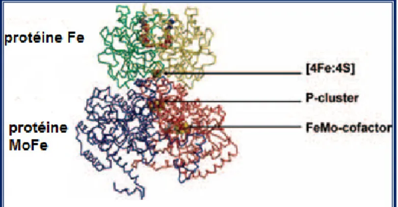 Figure 3 : Structure du complexe de la nitrogénase (Dixon et al. 2004) 