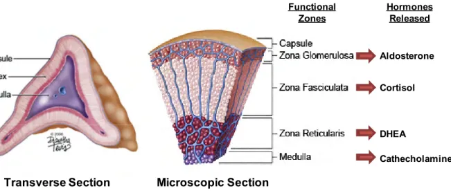 Figure 1 The adrenal gland 