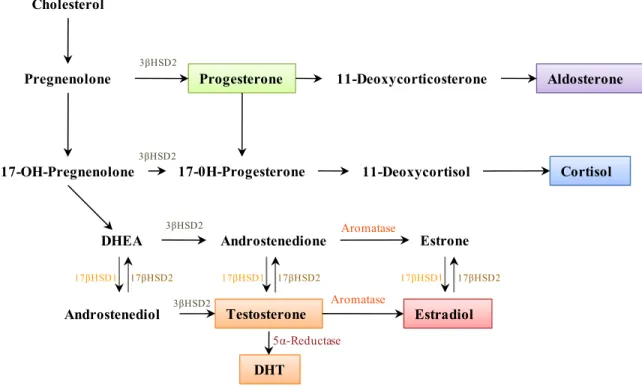 Figure 2 Human steroid biosynthesis. Adapted from (Ghayee and Auchus, 2007). Cholesterol