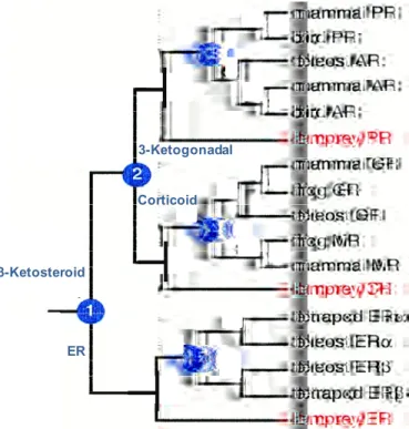 Figure 3 Phylogeny of steroid receptors. The blue circles represent gene duplication 