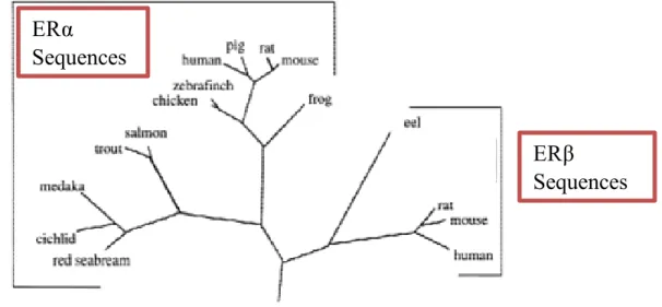 Figure 4 Phylogenetic tree of the evolutionary relationships of ERα and ERβ based on