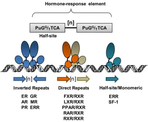 Figure 5 Hormone Response Element- Orientation of  Hormone response