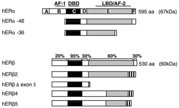 Figure 7 Isoforms of ERs- Schematic representation of the different splicing produtcs 