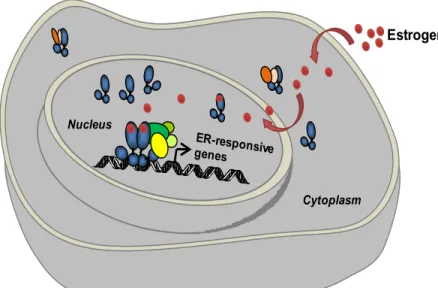 Figure 8  Ligand-dependent activation of ERs.  