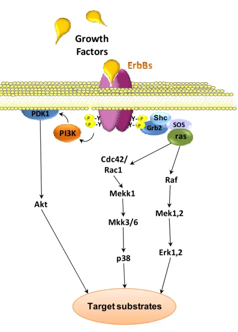 Figure 11 Intracellular pathways activated by ErbB receptors. Mek1,2Erk1,2RafPI3KAktGrb2ShcSOSrasPP-YPCdc42/Rac1Mkk3/6p38Mekk1PDK1Y-Y-PP-YGrowthFactorsTarget substrates