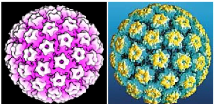 Figure 1: Atomic Model of the Human papillomavirus showing the arrangement of  capsid proteins Later it was recognized, however, that the papillomaviruses were  distinct from the other 2 members of this group