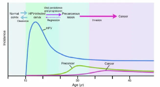 Figure 12: Relationship among incidences of cervical HPV infection, precancer, and cancer