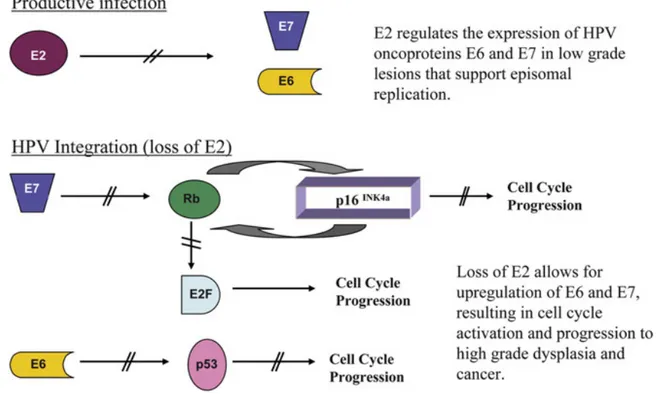 Figure 13: Regulation of effect of HPV transforming proteins 