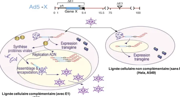 Figure 3 : Représentation d’un vecteur adénoviral de première génération portant  une délétion E1 et E3 permettant l’insertion d’un transgène