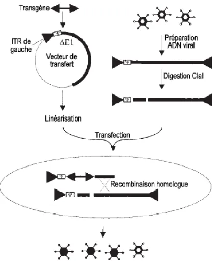 Figure 5 : Représentation de la manière classique pour générer des vecteurs de  première génération