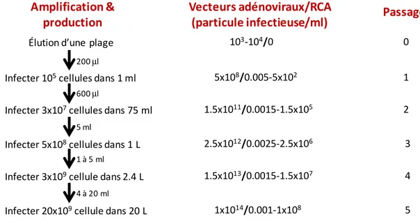 Figure 8 : Génération de RCA lors de la production de vecteurs adénoviraux dans  les cellules 293