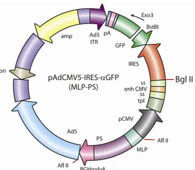 Figure 11 : Plasmide utilisé pour la construction de la librairie anti-GFP. Plasmide  dans lequel la GFP a été re-clonée en orientation antisens