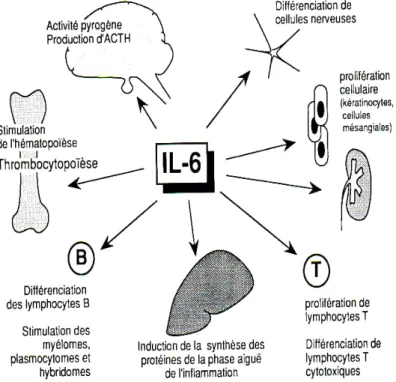 Figure 2 : Les principales fonctions de l’interleukine-6 (Cavaillon. 1993). 