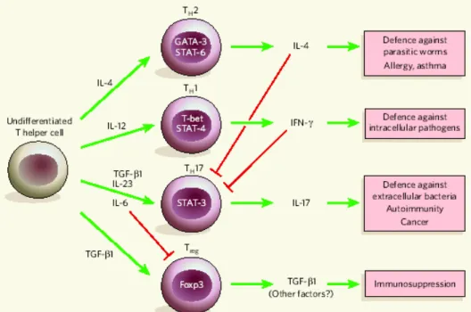 Figure 6 : Différentes sous populations de lymphocyte T et leurs fonctions (Tato,  2006)  