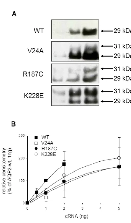FIGURE 2  29 kDa  29 kDa  29 kDa  29 kDa 31 kDa 31 kDa 31 kDa 