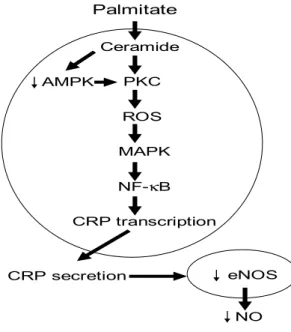Figure 9. Voies de signalisation impliquées dans la régulation de l’expression de  la CRP endothéliale par le PA