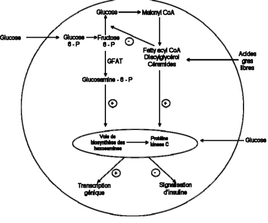 Figure 3. Rôle des voies sensibles aux nutriments dans l’induction de la  résistance à l’insuline (adapté de Joslin’s Diabetes Mellitus, 14 ème  édition, 2005) 