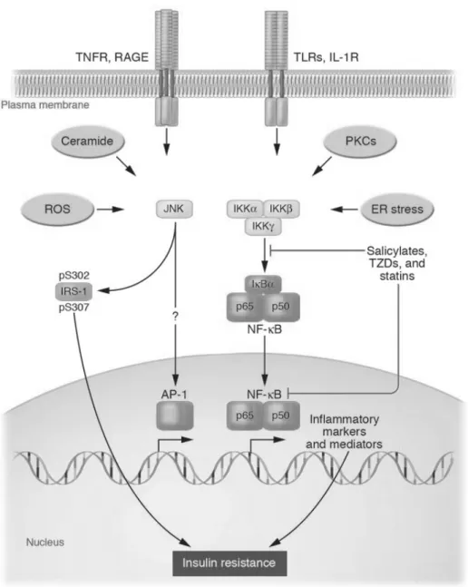 Figure 4. Mécanismes d’action cellulaire activant les voies de signalisation pro- pro-inflammatoires impliquées dans l’IR (Shoelson et al